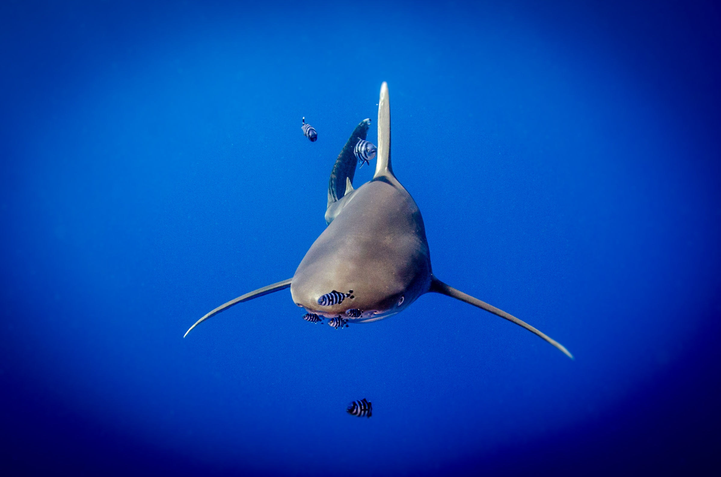 Requin Longimane