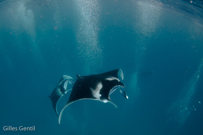 Manta en snorkelling