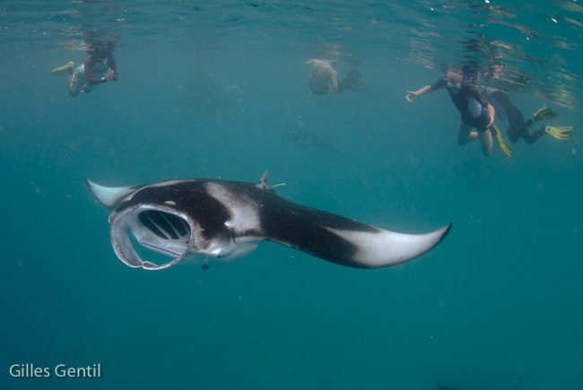 Vincent et sa Manta