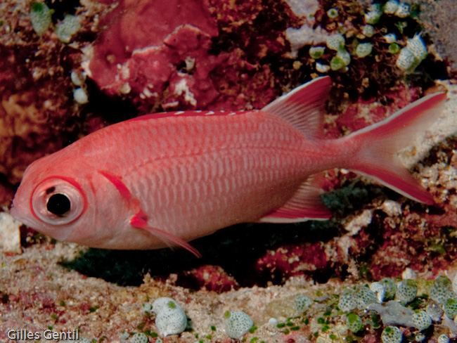 Poisson soldat bordé de blanc