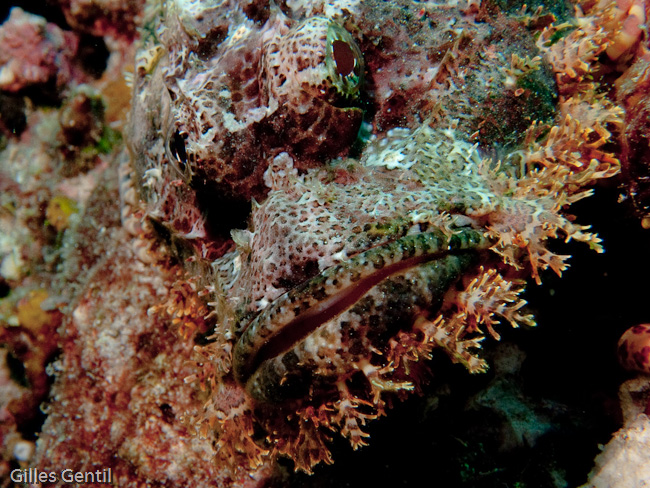 Poisson scorpion à houppe