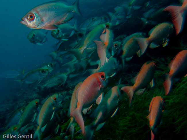 Banc de poissons