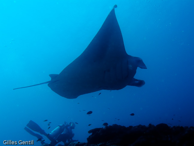 Raie Manta 