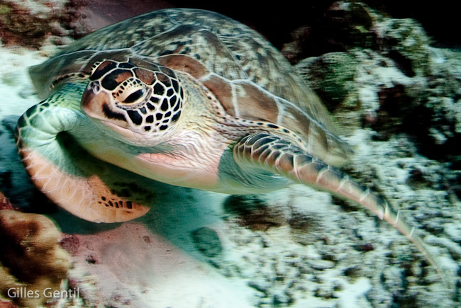 Tortue à écailles