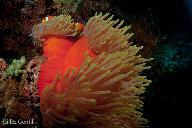 Poissons clowns et anémone