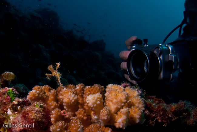 Photographe et poisson fantôme