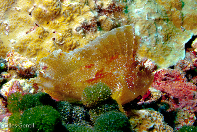 Poisson feuille