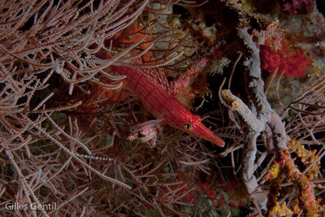 Poisson faucon à long nez