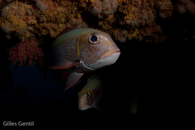 Poissons empereur bossu