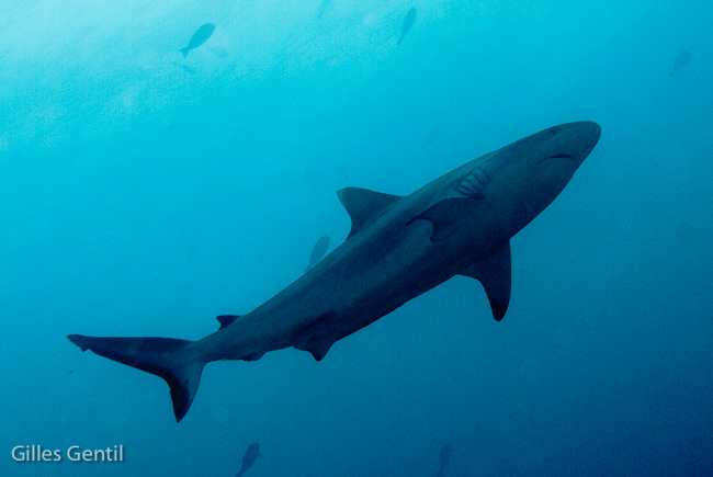 Requin gris de récif