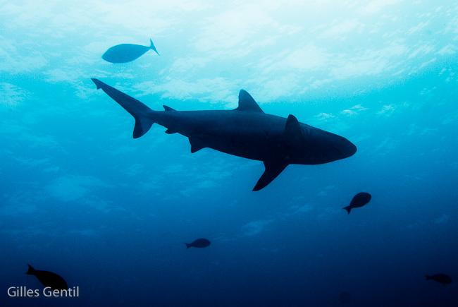 Requin gris de récif