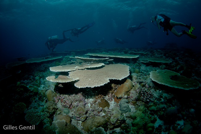 Table d'acropora