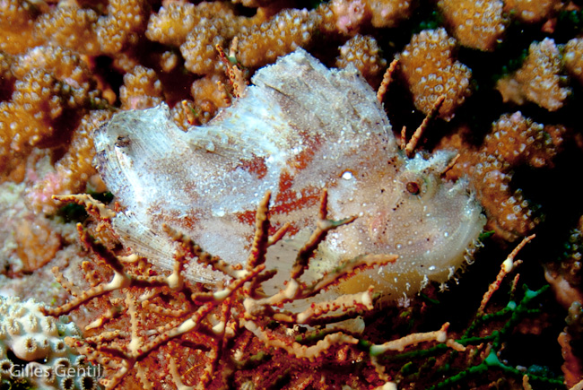 Poisson feuille