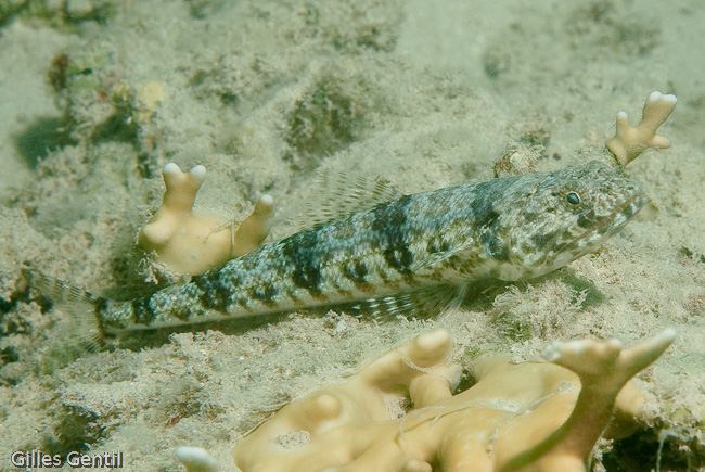 Poisson Lézard
