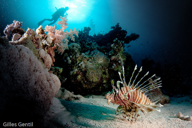 Lionfish commun