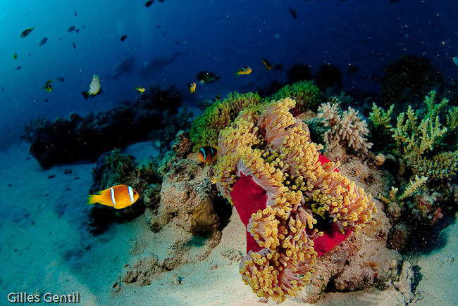 Anémone et poissons clowns