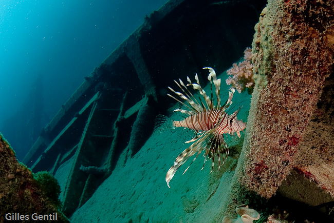 Lionfish dans l'épave du Hamada