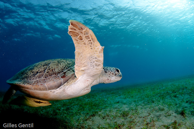 Tortue