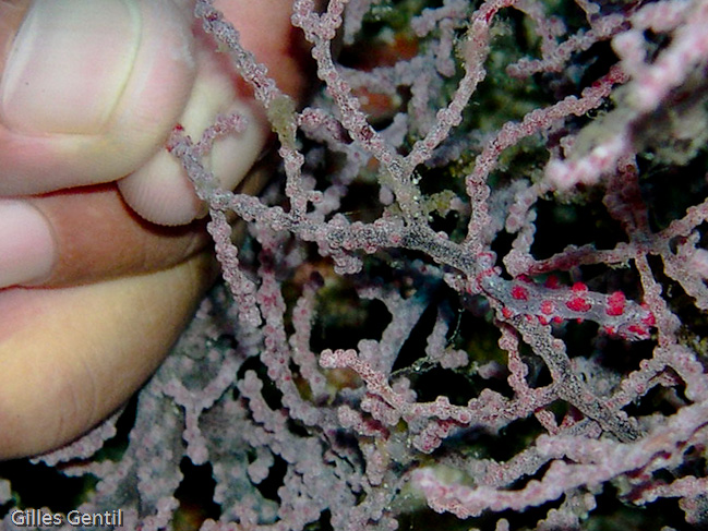 Hippocampe pygmé