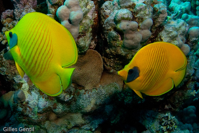 Poisson papillon jaune