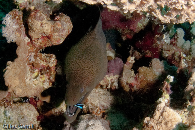 Lambre nettoyant une murène