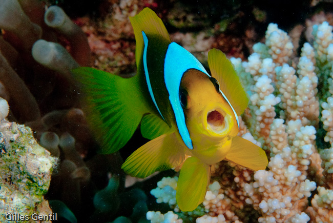 poisson clown