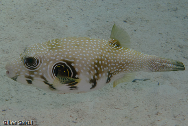 Poisson globe à taches blanches