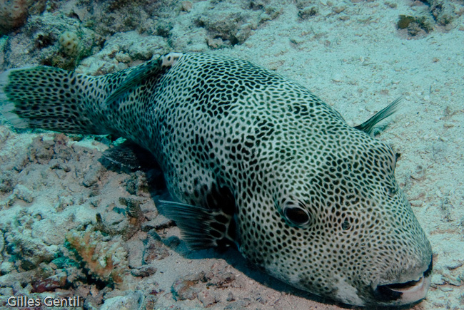 Poisson ballon géant