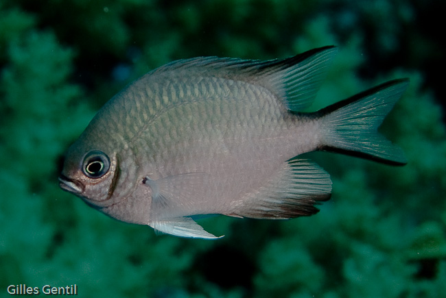 Poisson demoiselle