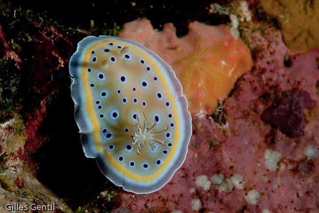 Chromodoris jumeau