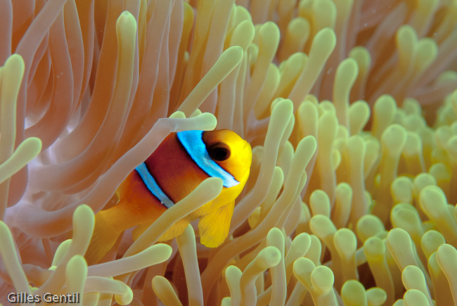 Poisson clown