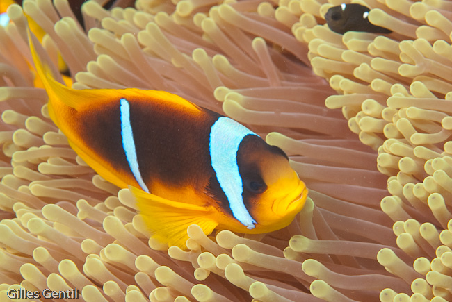 Poisson clown