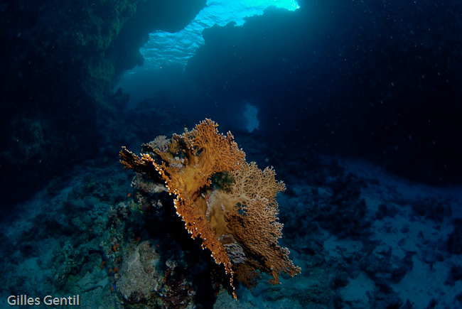 Corail de feu