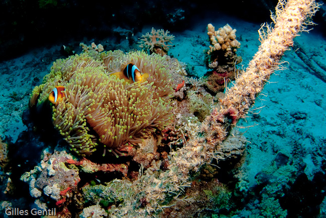 Anémone de mer et ses poissons clown