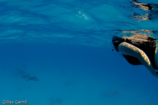 Sylvie et les dauphins