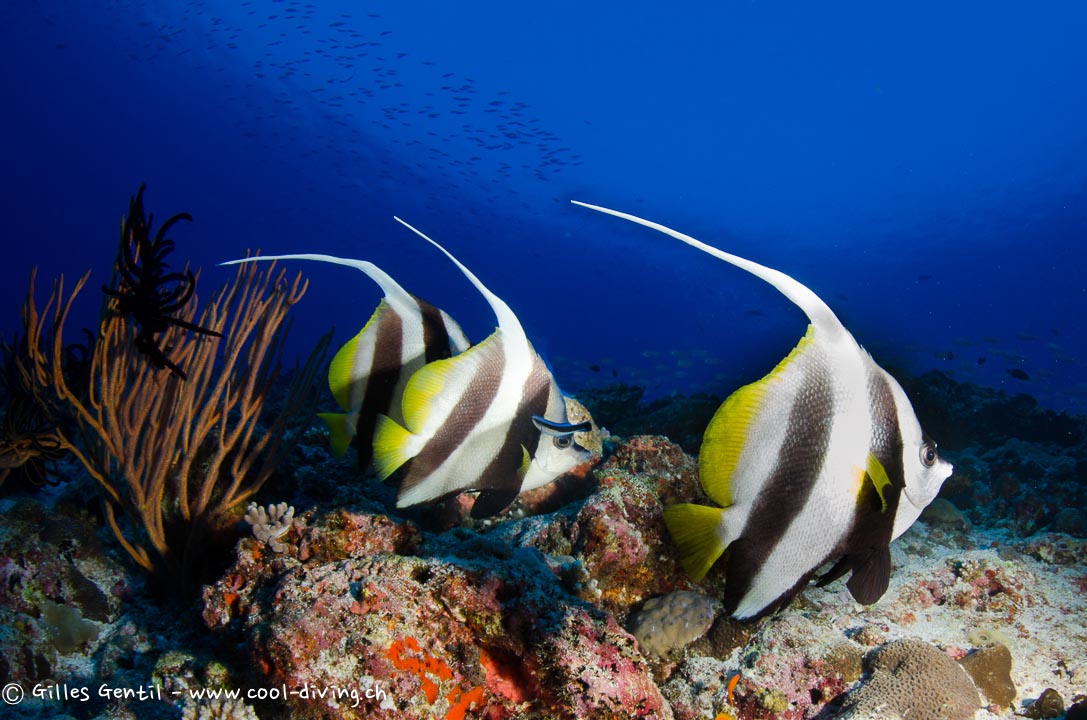 Trio de poissons cocher commun