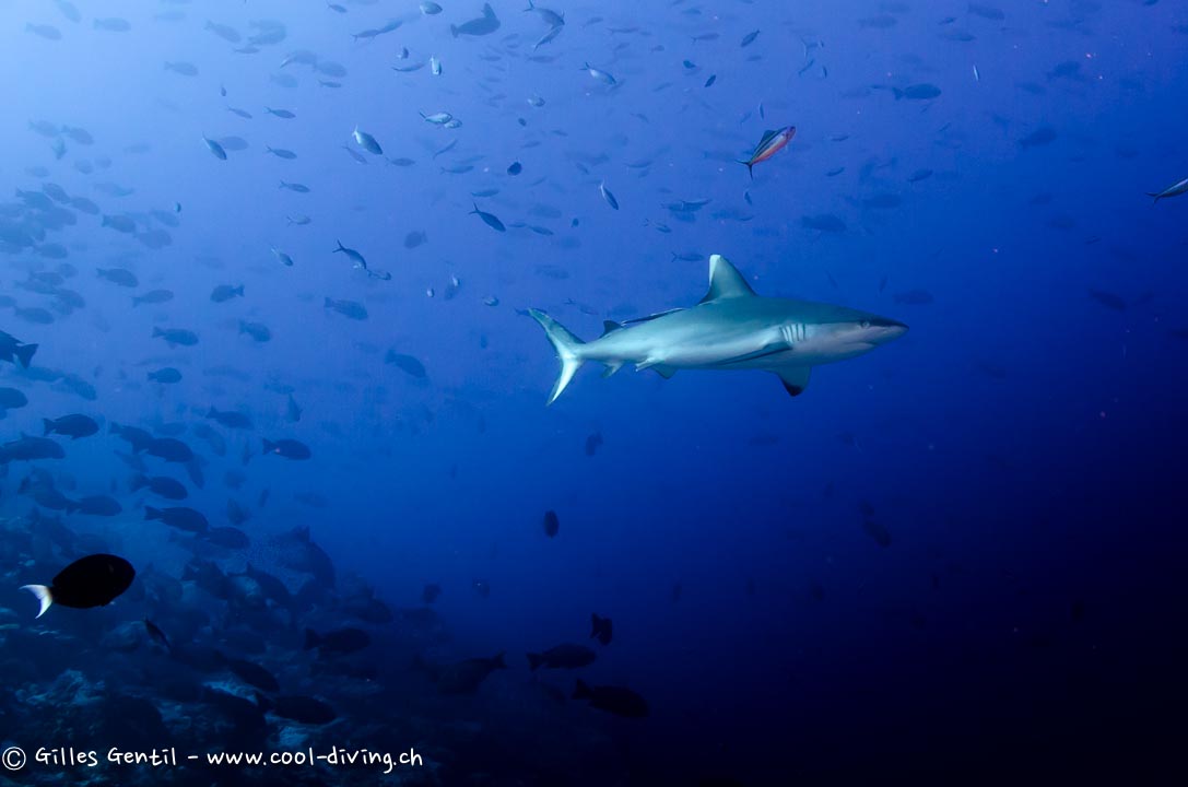 Shark