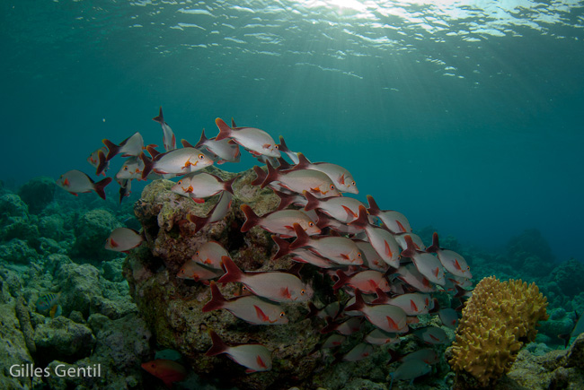 Vivaneaux bossus