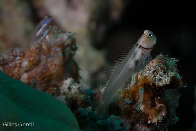 Blennies des Maldives
