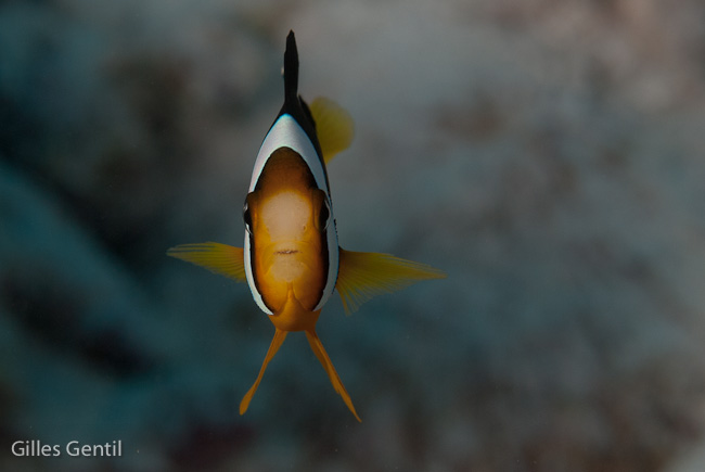 Poisson clown