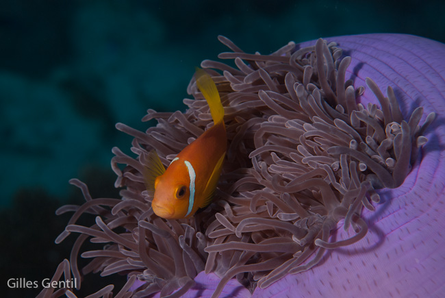 Anémone et poisson clown