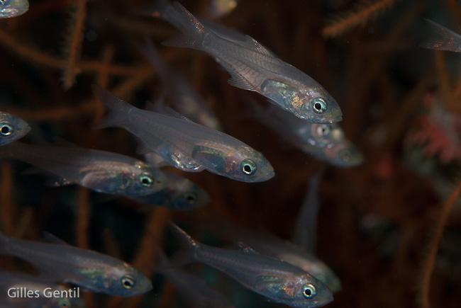 Glass fish