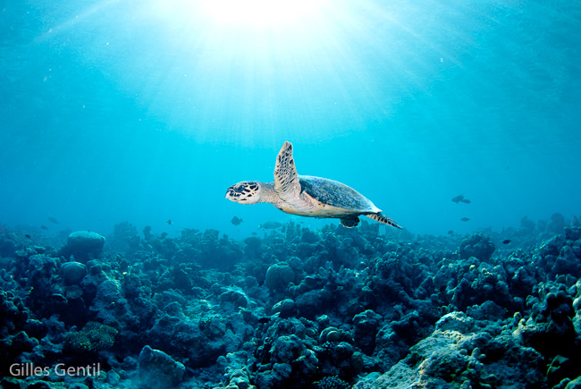 Tortue