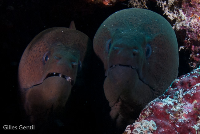 Murènes javanaises