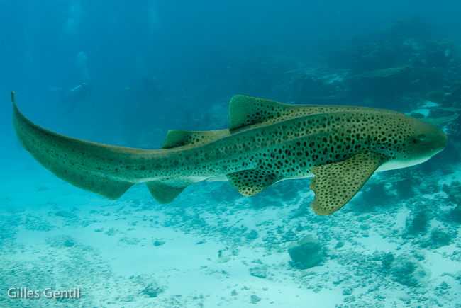 Requin léopard