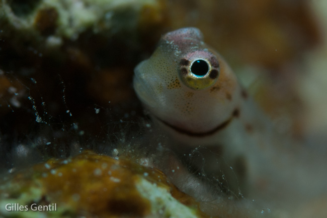 Blennie des Maldives