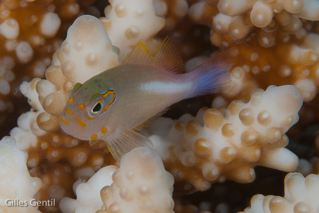 Poisson épervier strié