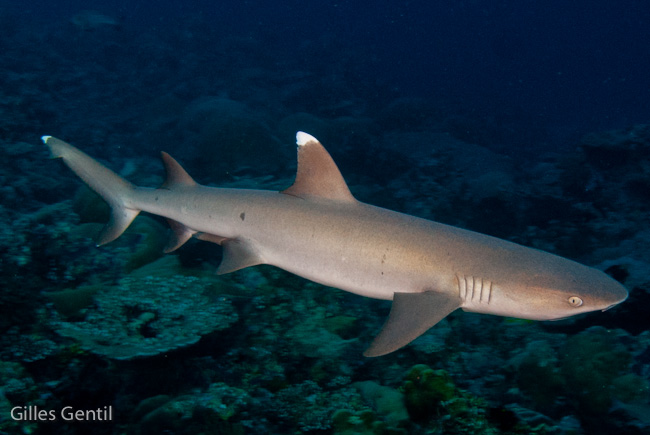 Requin pointe blanche