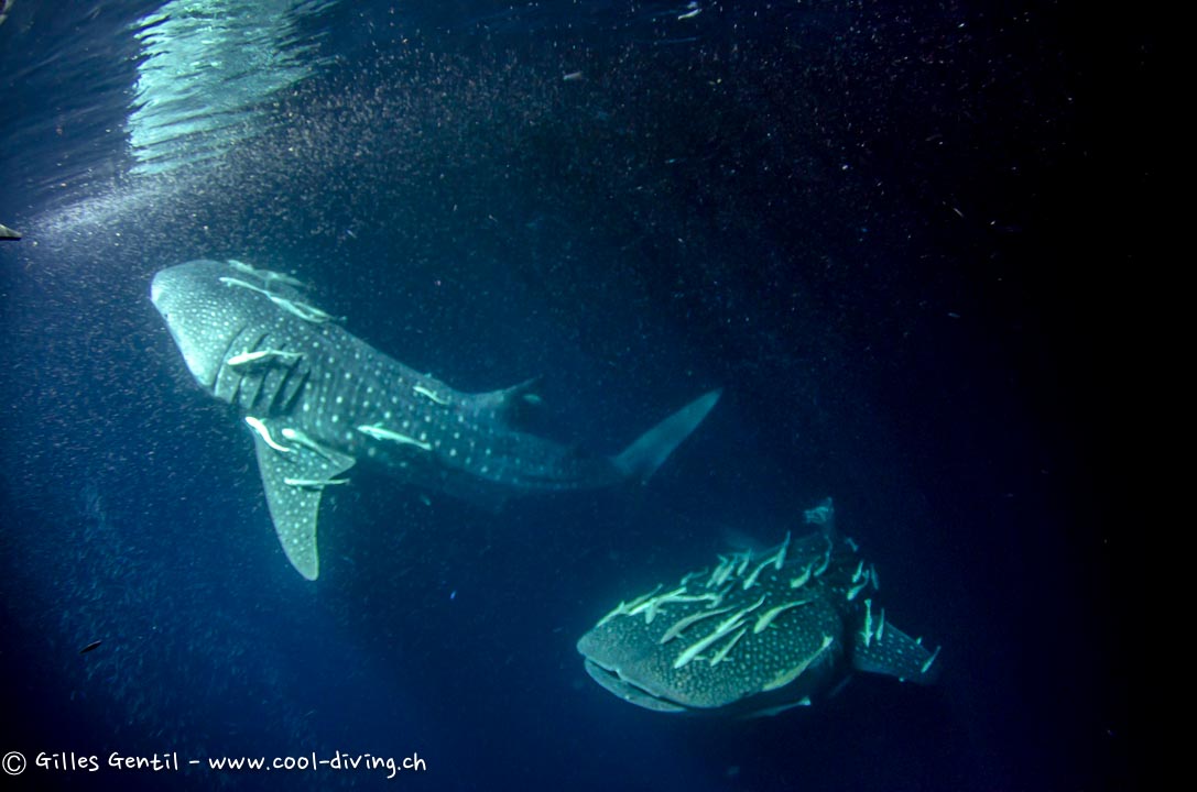 Requins baleines de nuit