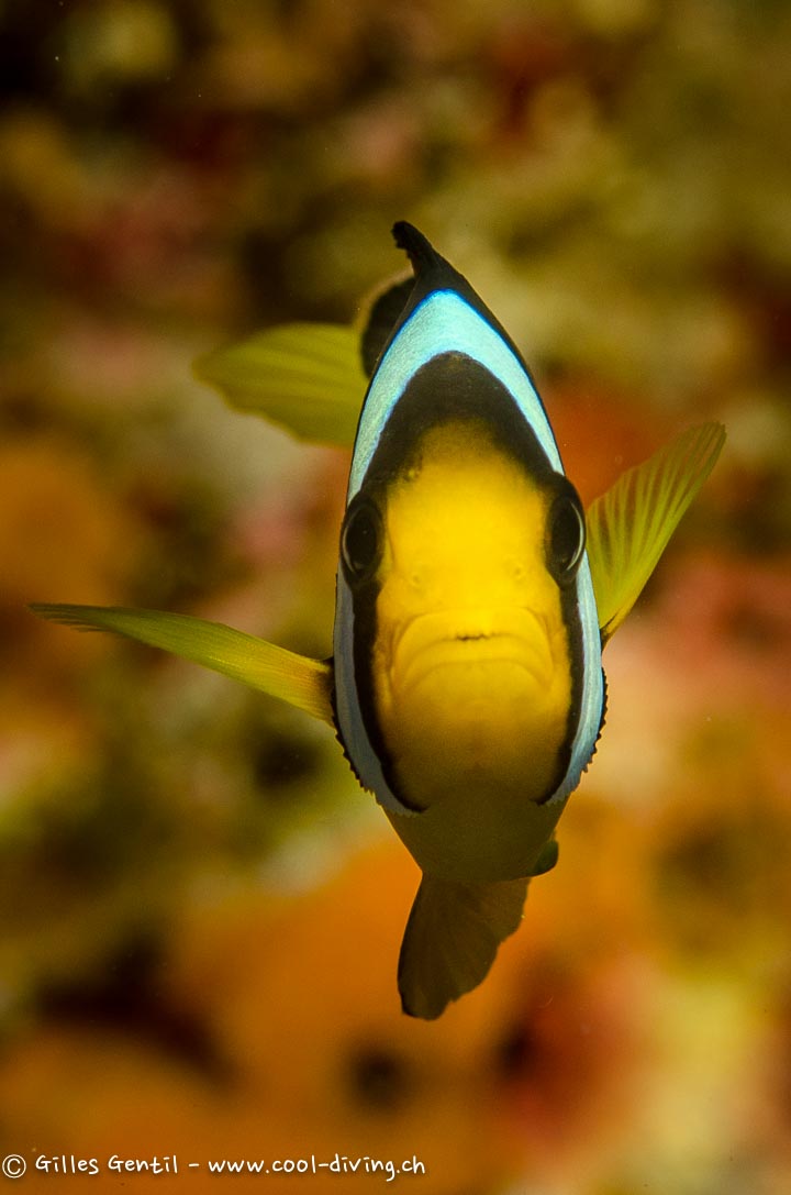 Poisson Clown à deux bandes